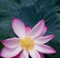 Beautiful pink lotus flower plants Royalty Free Stock Photo