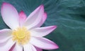 Beautiful pink lotus flower plants Royalty Free Stock Photo