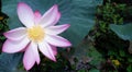 Beautiful pink lotus flower plants Royalty Free Stock Photo