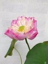 Beautiful pink lotus flower plants nature background Royalty Free Stock Photo