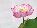 Beautiful pink lotus flower plants nature background Royalty Free Stock Photo