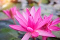 Pink lotus flower plants in nature with sunrise background Royalty Free Stock Photo