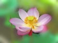 Beautiful pink lotus flower and lotus flower plants, pure pink lotus flower, symbol of VietNam. Blurred background Royalty Free Stock Photo