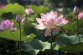 beautiful pink lotus flower plants Royalty Free Stock Photo