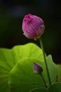 Beautiful pink lotus flower in the pond of natural. pure pink lotus flower. Nelumbo, nucifera, Laxmi lotus sacred lotus