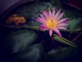 A beautiful pink lotus flower pond water leaf subtle colors Royalty Free Stock Photo