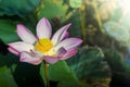 A beautiful pink lotus flower or lotus flower in the pool Royalty Free Stock Photo