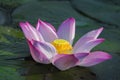 A beautiful pink lotus flower or lotus flower in the pool Royalty Free Stock Photo