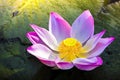 A beautiful pink lotus flower or lotus flower in the pool Royalty Free Stock Photo