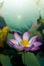 A beautiful pink lotus flower or lotus flower in the pool Royalty Free Stock Photo