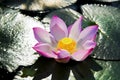 A beautiful pink lotus flower or lotus flower in the pool Royalty Free Stock Photo