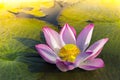 A beautiful pink lotus flower or lotus flower in the pool Royalty Free Stock Photo