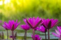 A beautiful pink lotus flower or lotus flower in the pool Royalty Free Stock Photo