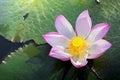 A beautiful pink lotus flower or lotus flower in the pool Royalty Free Stock Photo