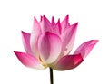 Beautiful pink lotus flower or science name Nelumbo is blooming with clipping path