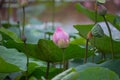 Beautiful pink lotus flower