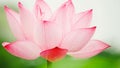 Beautiful pink lotus flower with water droplets on the petals blooming in the pond and green lotus leaves around Royalty Free Stock Photo