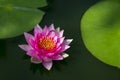 Beautiful pink lotus flower, Water Lilies or Nymphaeaceae blooming with freshness natural in pond gardening plant for home and Royalty Free Stock Photo