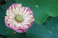 Close up Blooming Pink Lotus Royalty Free Stock Photo