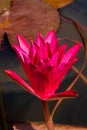 Beautiful pink lotus flower Royalty Free Stock Photo
