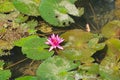 Beautiful pink lotus flower Pink Water Lily with leafs in a pond in Vang Vieng, Laos. Royalty Free Stock Photo