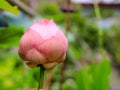 Beautiful pink lotus flower Water plants planted in garden Royalty Free Stock Photo