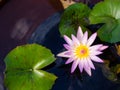 Beautiful pink lotus flower Water plants planted in a pond Royalty Free Stock Photo