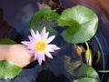 Beautiful pink lotus flower Water plants planted in a pond Royalty Free Stock Photo