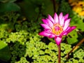 Beautiful pink lotus flower, Water plants Royalty Free Stock Photo