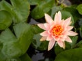 Beautiful pink lotus flower Water plants in a pond Royalty Free Stock Photo