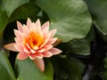 Beautiful pink lotus flower Water plants in a pond Royalty Free Stock Photo