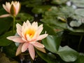 Beautiful pink lotus flower Water plants in a pond in a pot Royalty Free Stock Photo