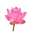 Beautiful Pink Lotus Flower On White Background