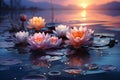 Beautiful Pink Lotus Flowers Floating on Calm and Tranquil Waters in a Serene Garden Setting. Dawn Royalty Free Stock Photo