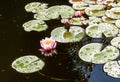 The beautiful pink lotus flowers or water lilies in the pond after the rain on the sunny summer day. Royalty Free Stock Photo