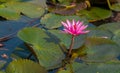 Beautiful Pink lotus lake in the morning, Royalty Free Stock Photo