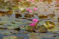 Beautiful Pink lotus lake in the morning, Royalty Free Stock Photo