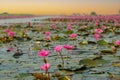 Beautiful Pink lotus lake in the morning, Royalty Free Stock Photo