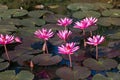 Beautiful Pink Lotus in natural water pool Royalty Free Stock Photo