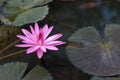 Beautiful Pink Lotus in natural water pond Royalty Free Stock Photo