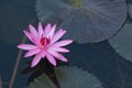 Beautiful Pink Lotus in natural water pool Royalty Free Stock Photo