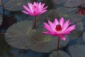 Beautiful Pink Lotus in natural water pool Royalty Free Stock Photo