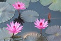 Beautiful Pink Lotus in natural water pool Royalty Free Stock Photo