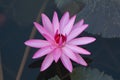 Beautiful Pink Lotus in natural water pool Royalty Free Stock Photo