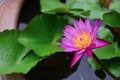 Beautiful Pink Lotus, Pink Water Lily Royalty Free Stock Photo