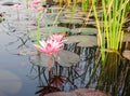 Beautiful Pink Lotus, pink water lily, nature. Royalty Free Stock Photo