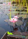 Beautiful Pink Lotus, pink water lily, nature. Royalty Free Stock Photo