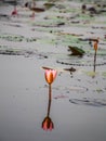 Beautiful Pink Lotus, pink water lily, nature. Royalty Free Stock Photo