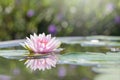 Beautiful Pink Lotus, Pink Water Lily Royalty Free Stock Photo