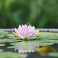 Beautiful Pink Lotus Royalty Free Stock Photo